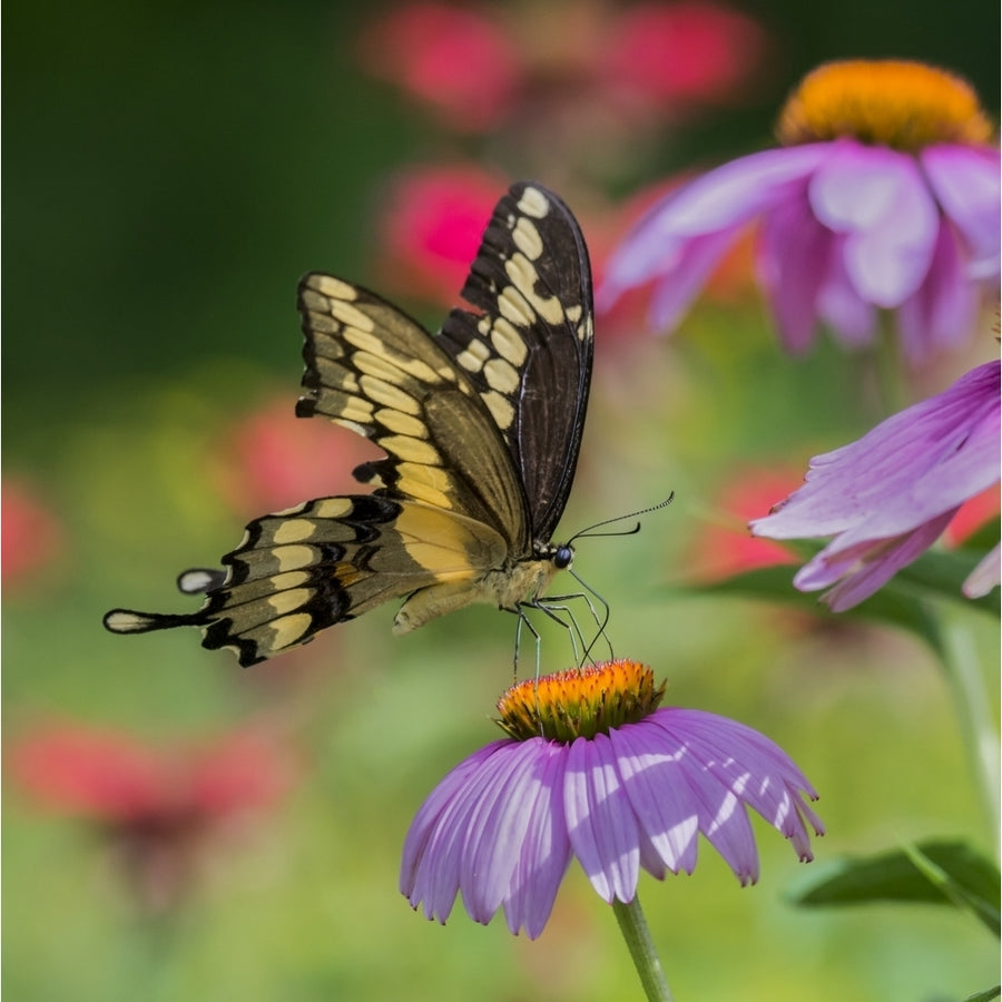 Close-up of a Giant Swallowtail butterfly resting on a Purple Coneflower ; Redbridge Ontario Image 1