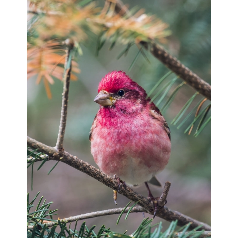 Purple finch perched on a coniferous tree branch; Ontario Canada by Julie DeRoche / Design Pics Image 1