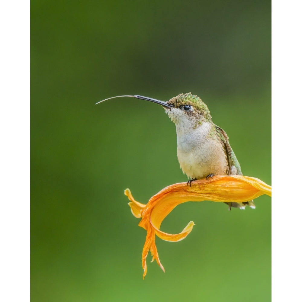 Ruby-throated hummingbird resting on an orange lily with a green background; Redbridge Ontario Canada by Julie Image 1