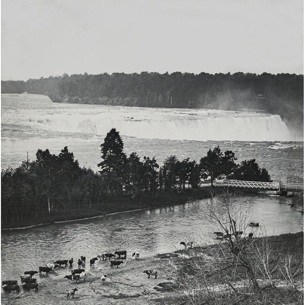 Vintage black and white image of cows standing in the shallow water of a river with a large waterfall in the background Image 1