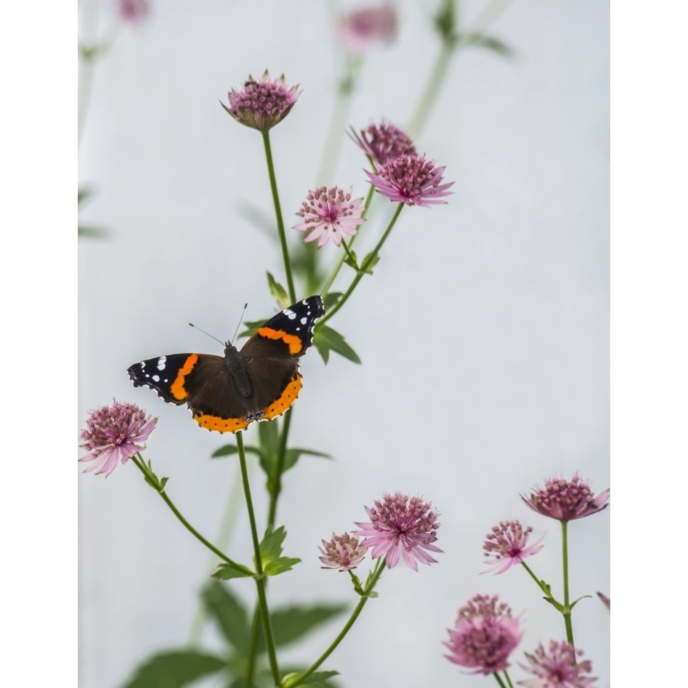 A Red Admiral butterfly resting on an plant with pink flowers; Astorville Ontario Canada by Julie DeRoche / Design Pics Image 1