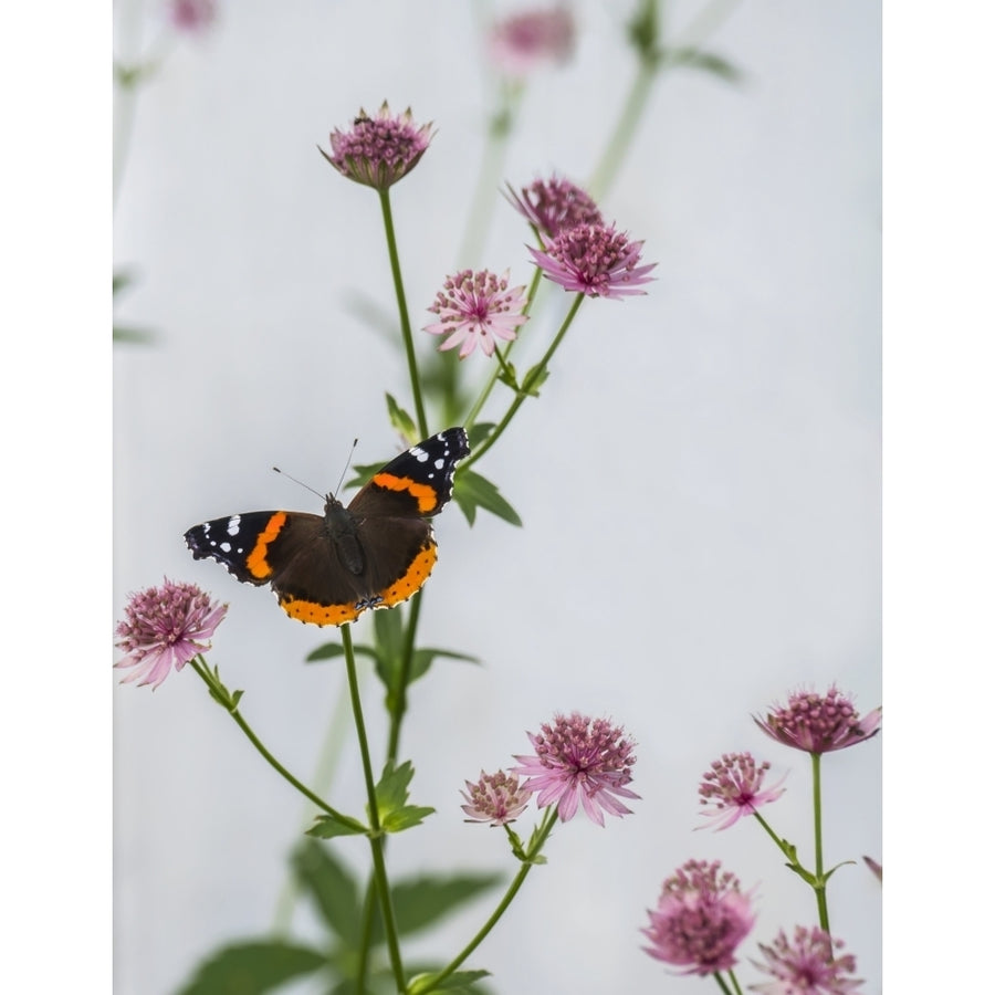 A Red Admiral butterfly resting on an plant with pink flowers; Astorville Ontario Canada by Julie DeRoche / Design Pics Image 1