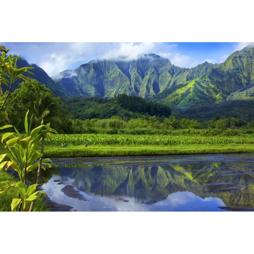 Mirror image of green foliage covered mountains and fields of taro crops; Hanalei Kauai Hawaii United States of America Image 1