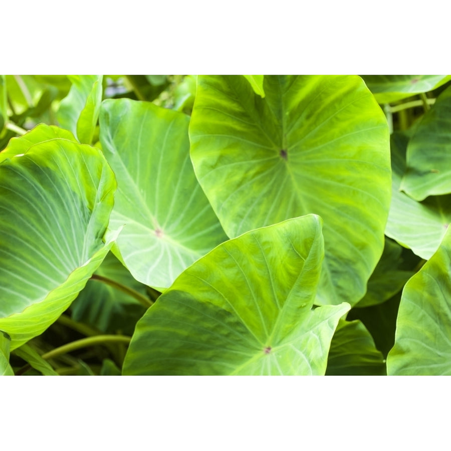 Close-up of the broad green leaves of a taro plant; Hanalei Kauai Hawaii United States of America by Kicka Witte / Image 1