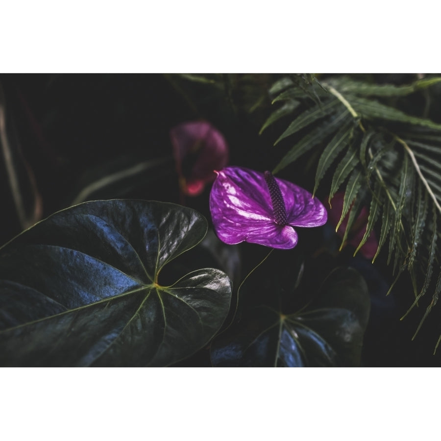 Close-up of a tropical plant with vibrant purple flowers and broad green leaves; Vancouver British Columbia Canada by Image 1