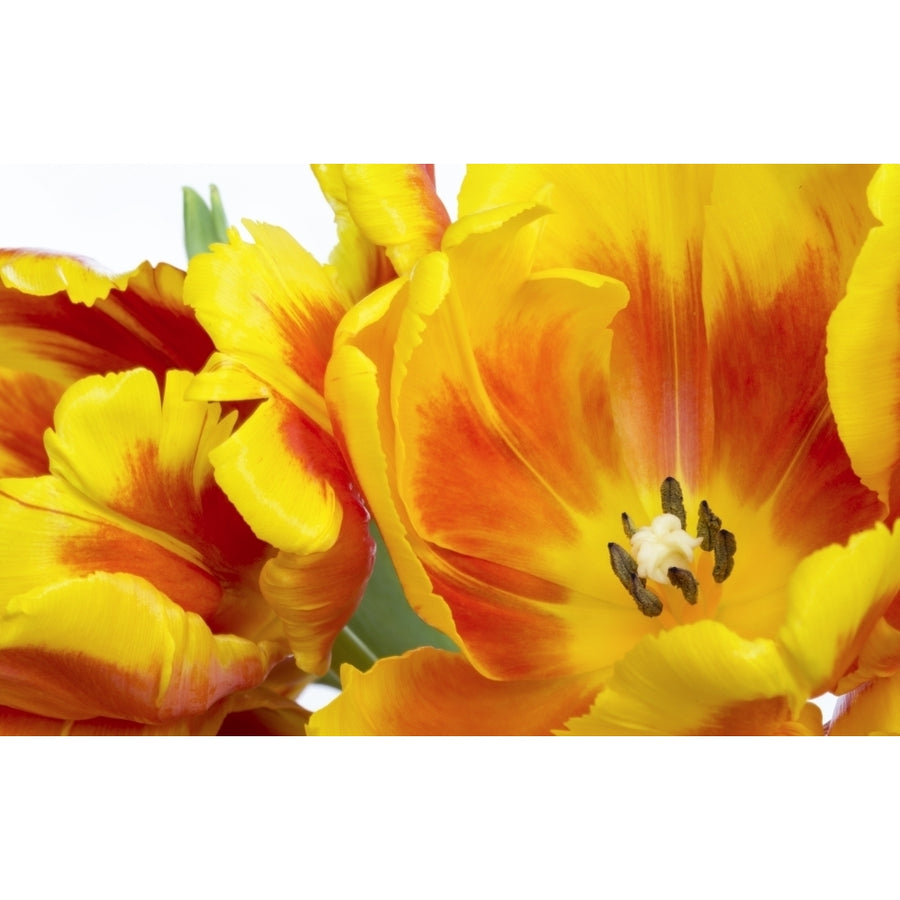 Extreme close-up of red and yellow tulips in bloom on a white background; Surrey British Columbia Canada by Lorna Rande Image 1