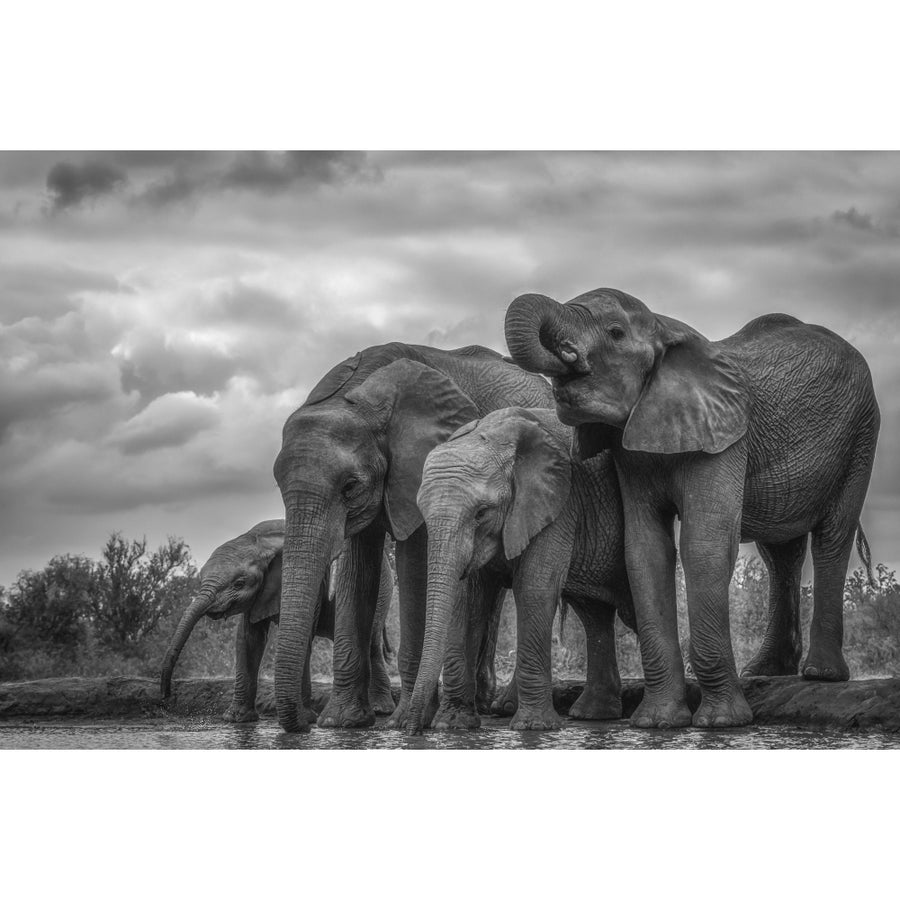 African Bush Elephants standing by water; Ethiopia by Marg Wood / Design Pics Image 1