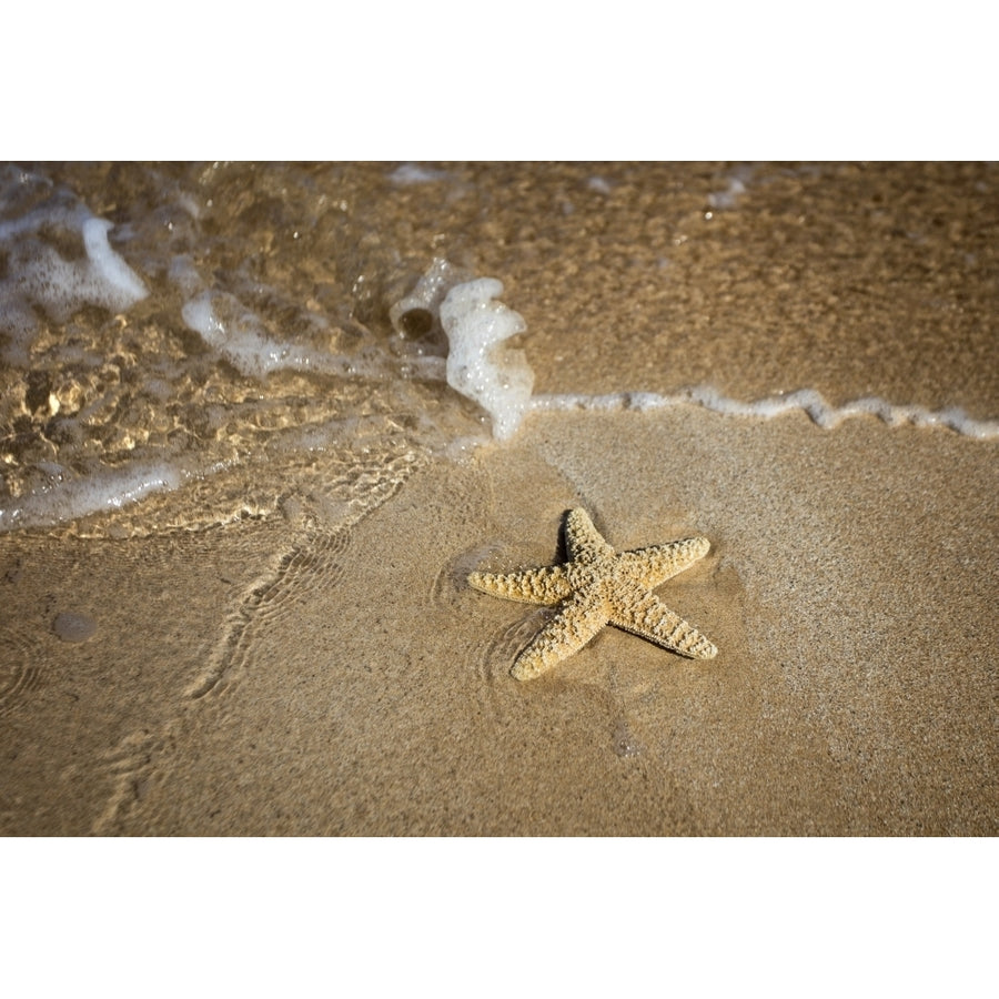 Close-up of a starfish and wave on a beach; Maui Hawaii United States of America by Jenna Szerlag / Design Pics Image 1