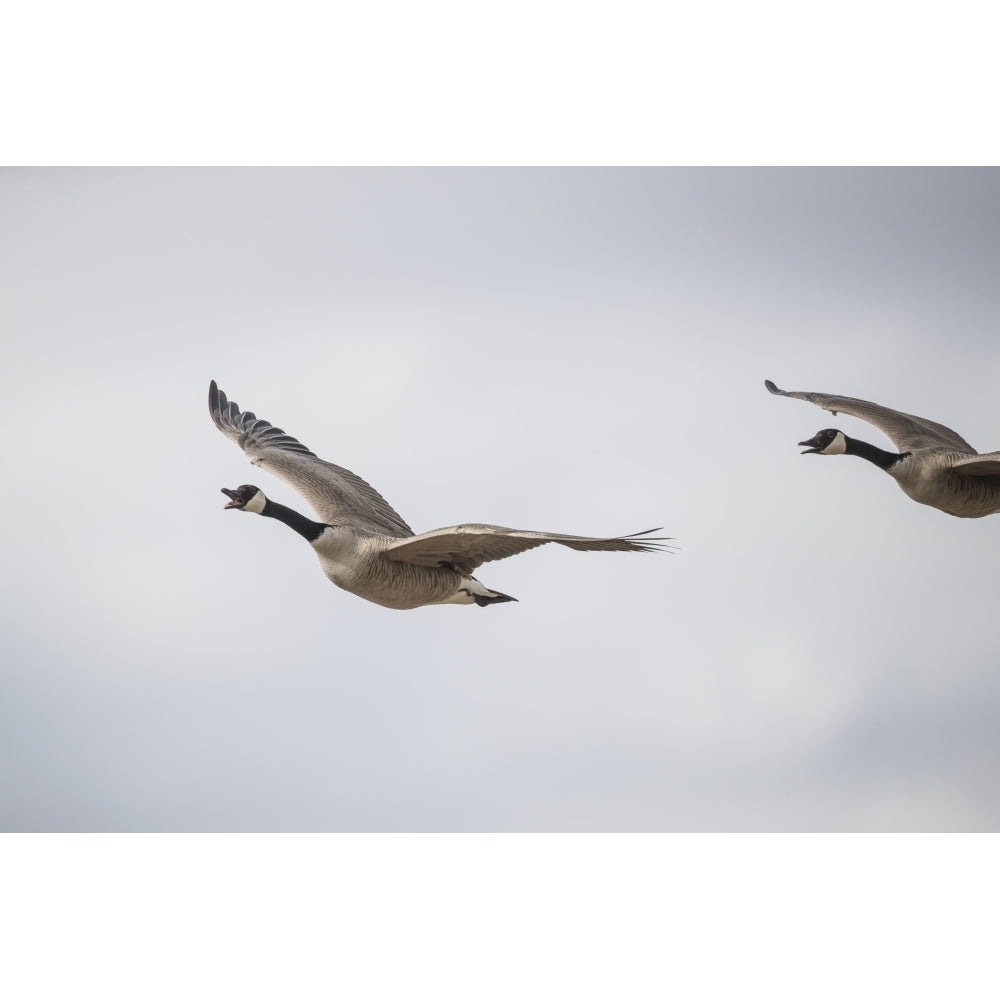 Flying Canadian Geese ; Val Marie Saskatchewan Canada by Robert Postma / Design Pics Image 1