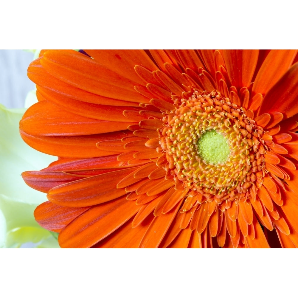 Extreme close-up of an orange gerber daisy in bloom by Lorna Rande / Design Pics Image 1