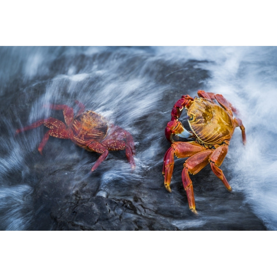 Two Sally Lightfoot crabs splashed by wave; Galapagos Islands Ecuador by Nick Dale / Design Pics Image 1