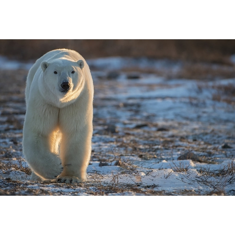 Polar bear walking towards us in the setting sunlight; Churchill Manitoba Canada by Robert Postma / Design Pics Image 1