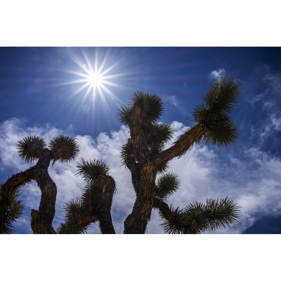 A Yucca brevifolia under a bright sky in Joshua Tree National Park; California United States of America by Leah Bignell Image 1