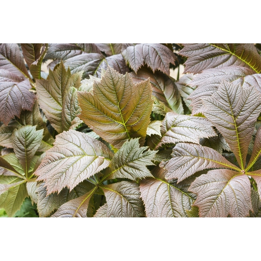 Bronzed Rodgersia leaves at their best; England by Carol McKay / Design Pics Image 1