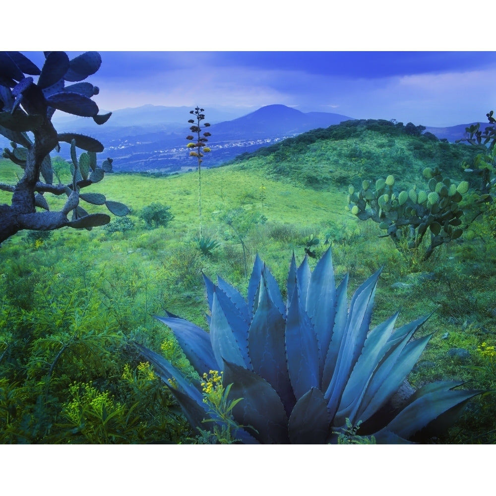 Agave plant on a lush landscape near Mexico City; Mexico by 770 Productions / Design Pics Image 1