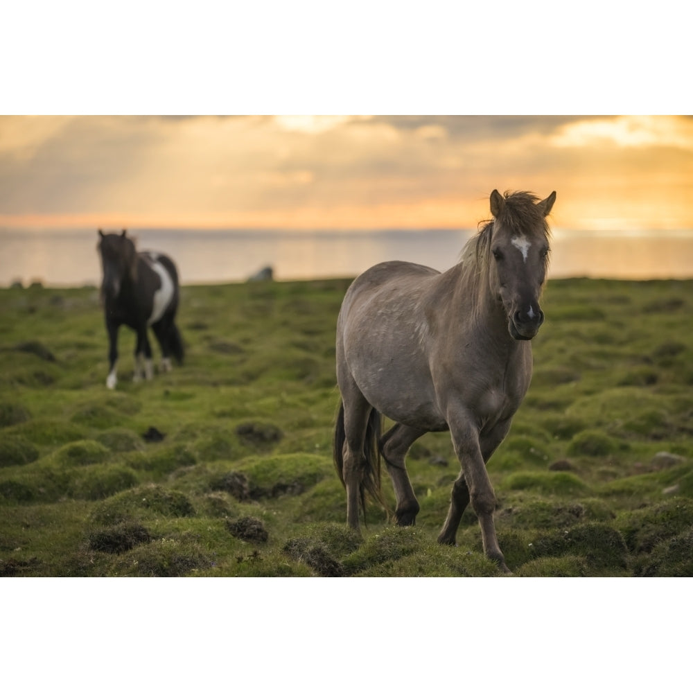 Icelandic horses walking along the ocean at sunset; Hofsos Iceland by Robert Postma / Design Pics Image 1