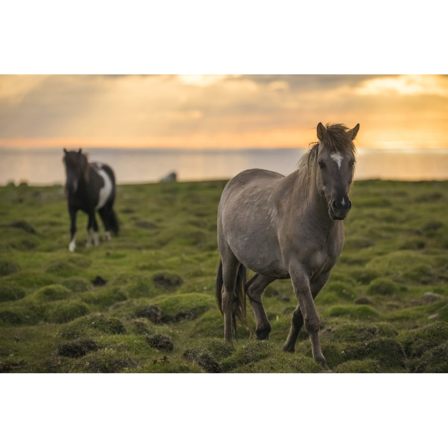 Icelandic horses walking along the ocean at sunset; Hofsos Iceland by Robert Postma / Design Pics Image 1