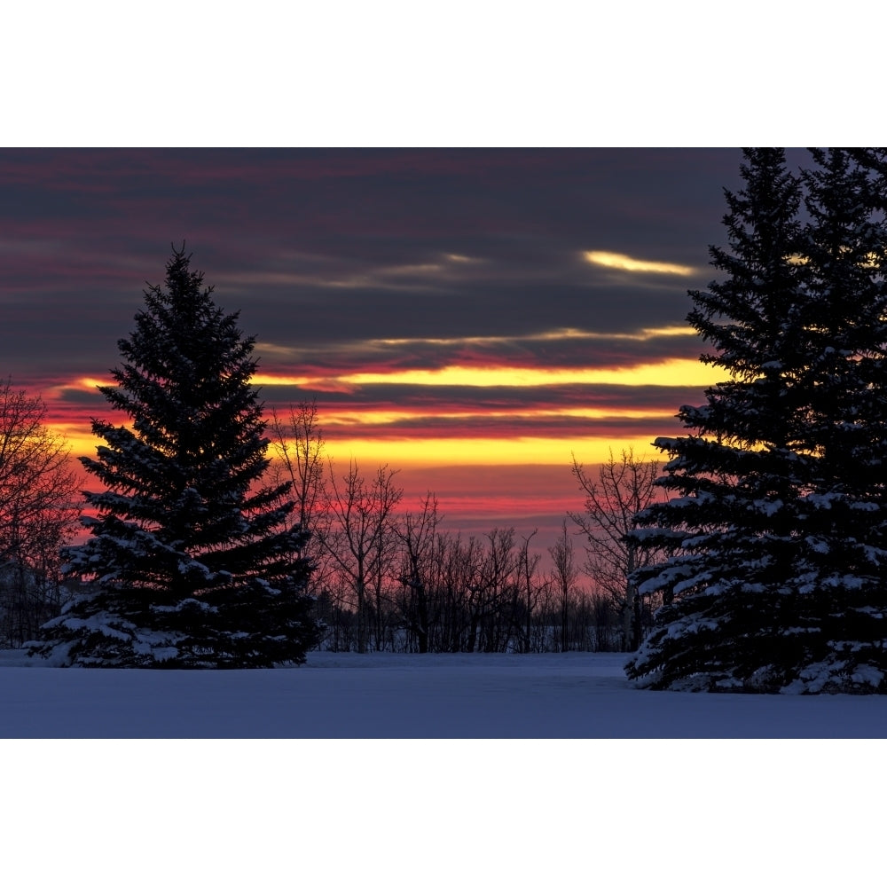 Colourful clouds at sunrise with snow-covered evergreen trees in a field; Calgary Alberta Canada by Michael Interisano / Image 1