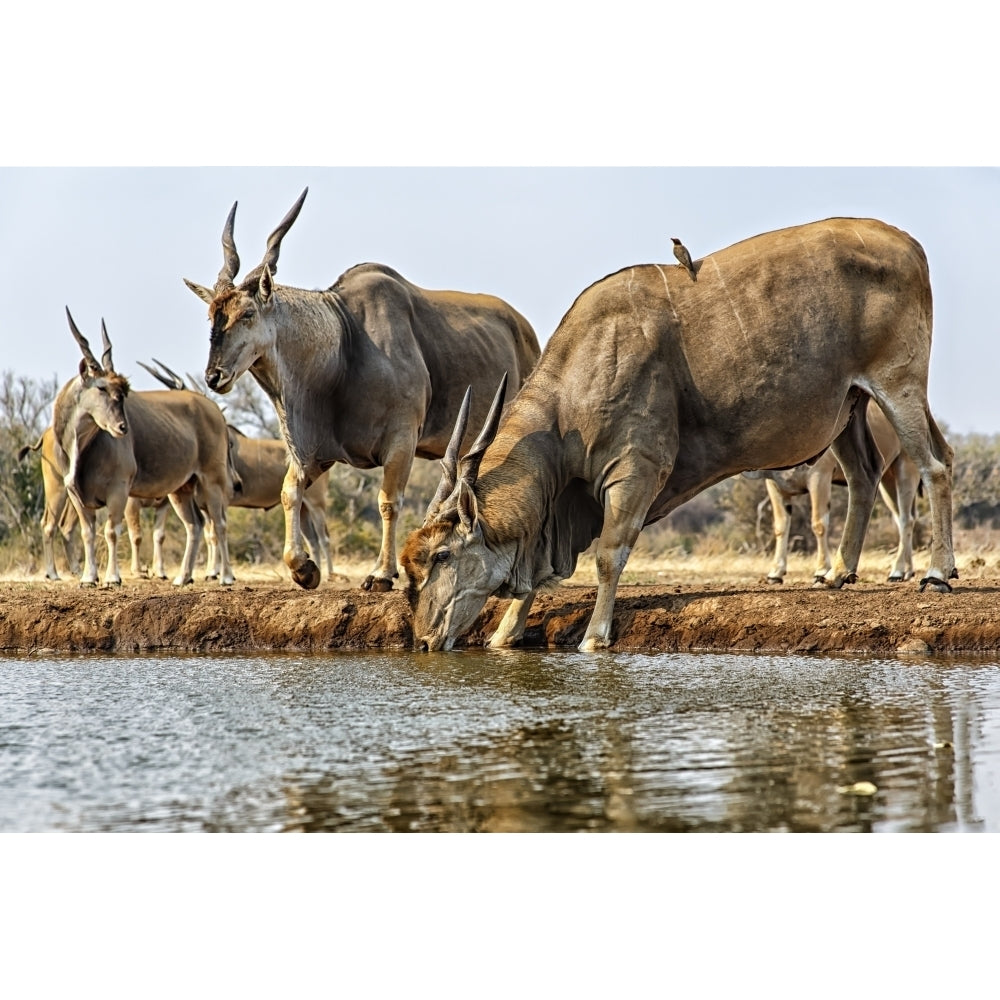 Eland drinking water; Mashatu Botswana by Its About Light / Design Pics Image 1