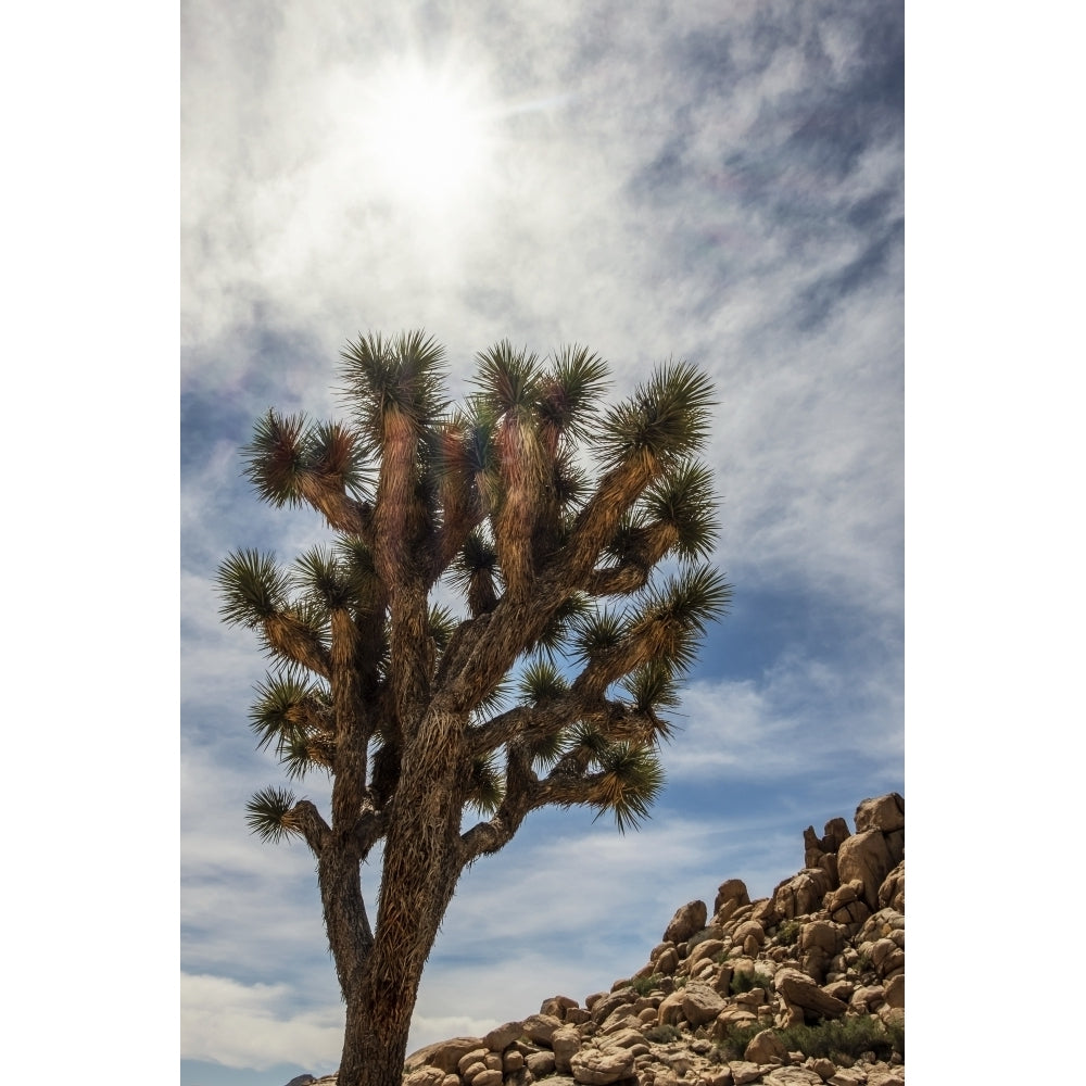 A Yucca brevifolia tree under a bright sunny sky Joshua Tree National Park; California United States of America by Leah Image 1