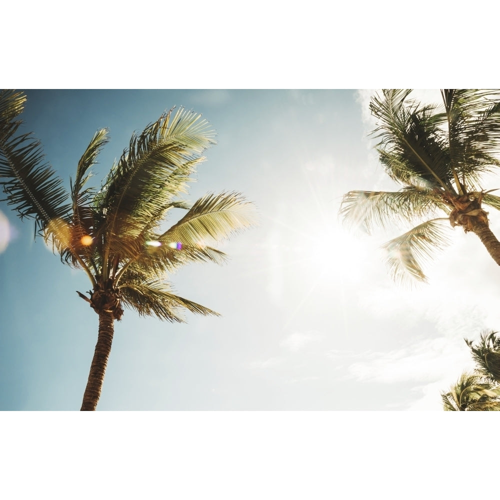 Low angle view of palm trees against a blue sky illuminated by sunlight; Mexico by Diana Duzbayeva / Design Pics Image 1