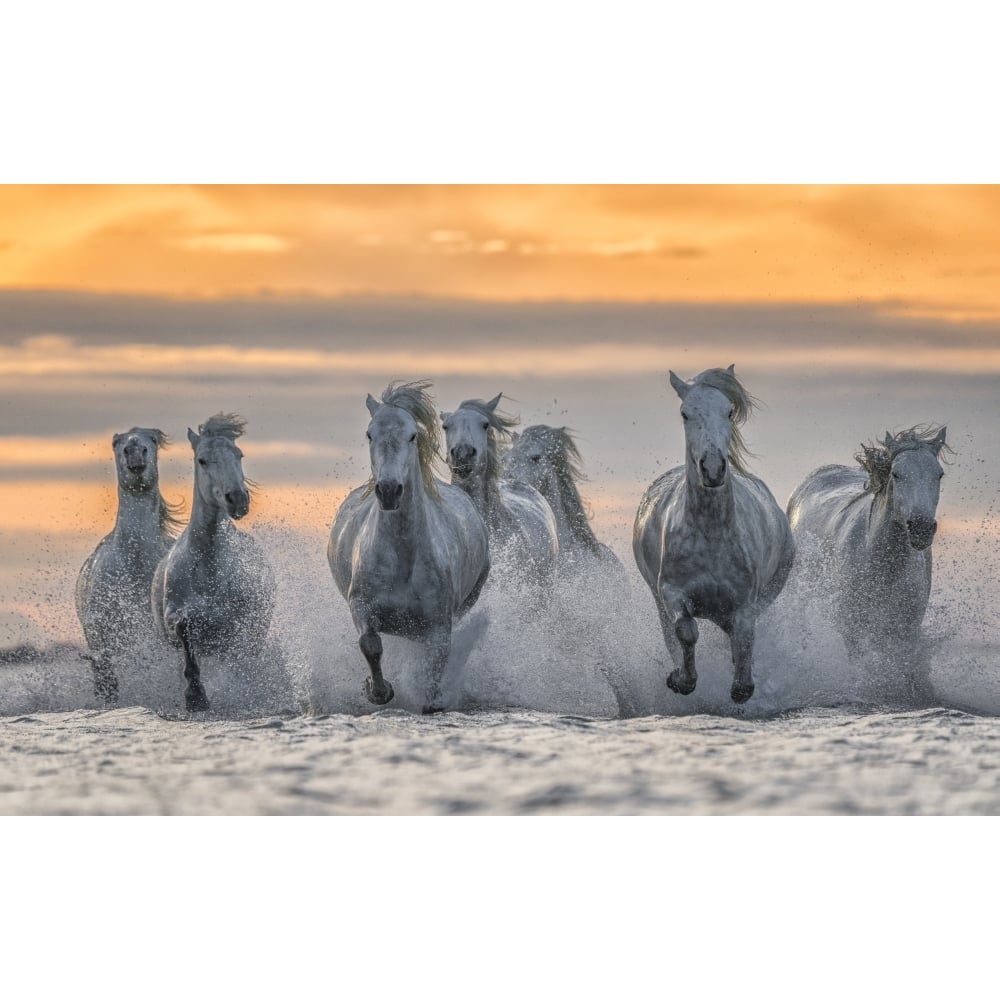 White horses of Camargue running out of the water; Camargue France by Robert Postma / Design Pics Image 1