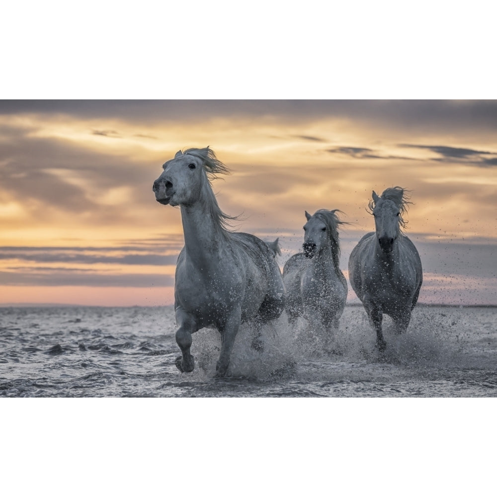 White horses of Camargue running out of the water; Camargue France by Robert Postma / Design Pics Image 1