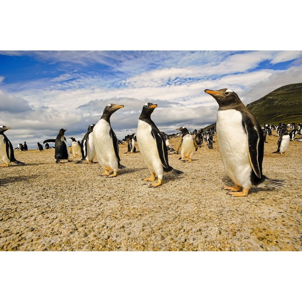 Gentoo penguins The Neck; Saunders Island Faulkland Islands by Its About Light / Design Pics Image 1