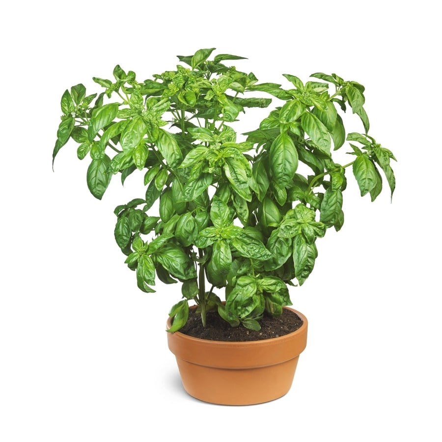 Organic basil plant growing in a pot on a white background by Bruno Crescia / Design Pics Image 1