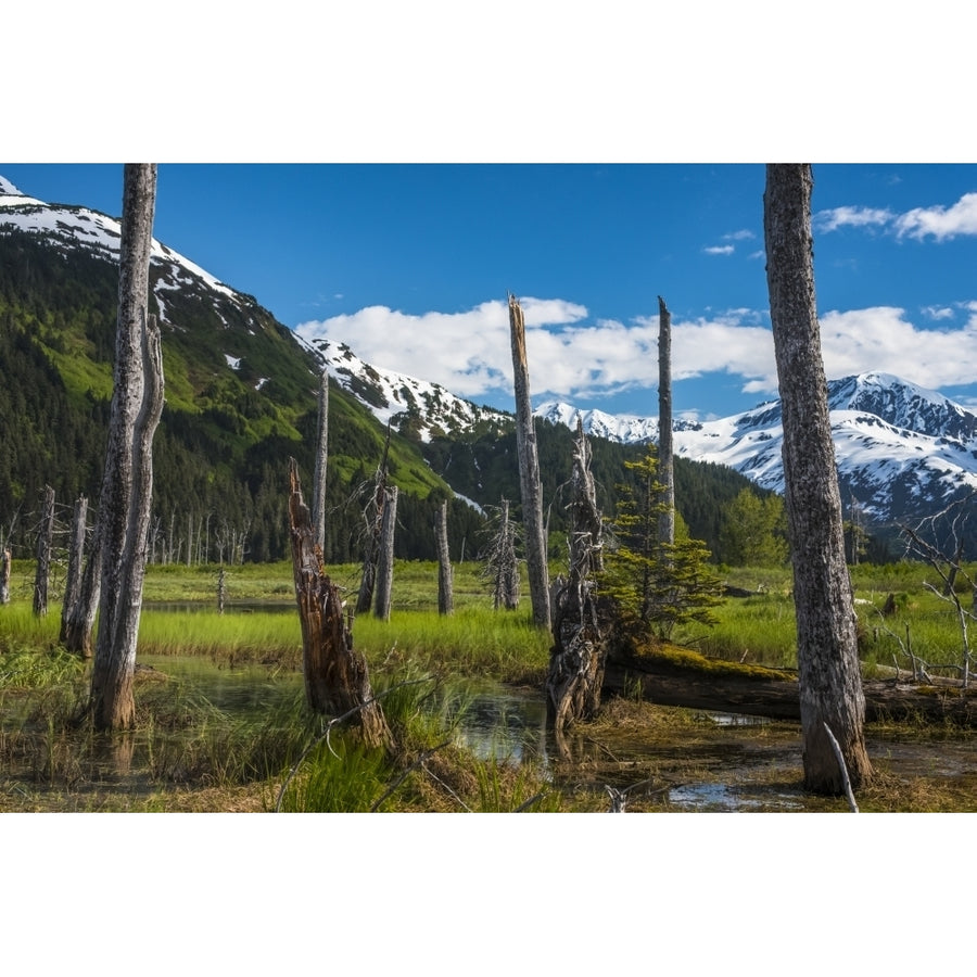 A mountain valley scenic with standing dead tree trunks on a sunny summer afternoon; Portage Alaska United States of Image 1