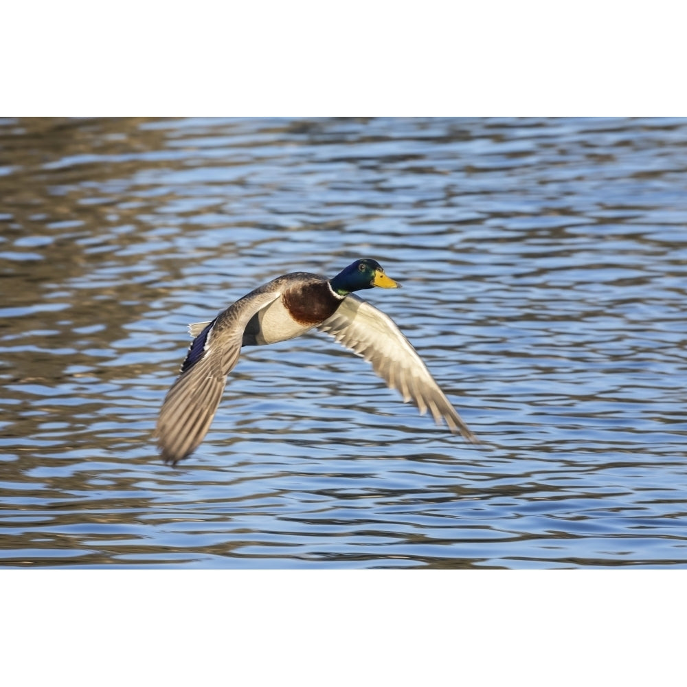 Duck flying over water; Colorado United States of America by Vic Schendel / Design Pics Image 1