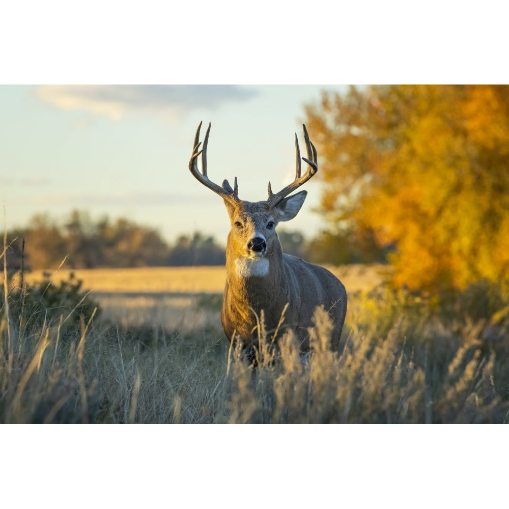 White-tailed Deer buck Eastern Plains; Colorado United States of America by Vic Schendel / Design Pics Image 1