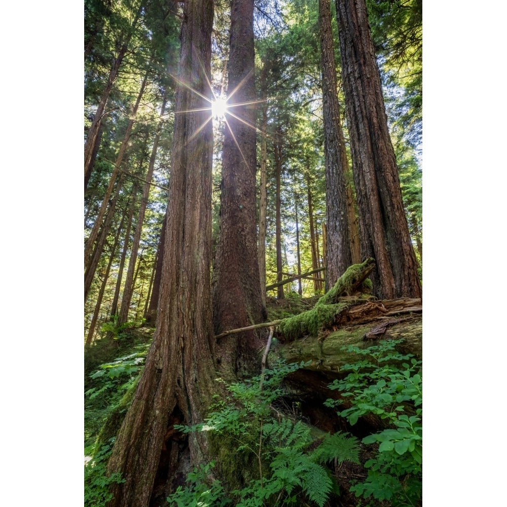 Old growth forest with sunburst Sitka spruce and hemlock trees Tongass National Forest Southeast Alaska; Alaska United Image 1