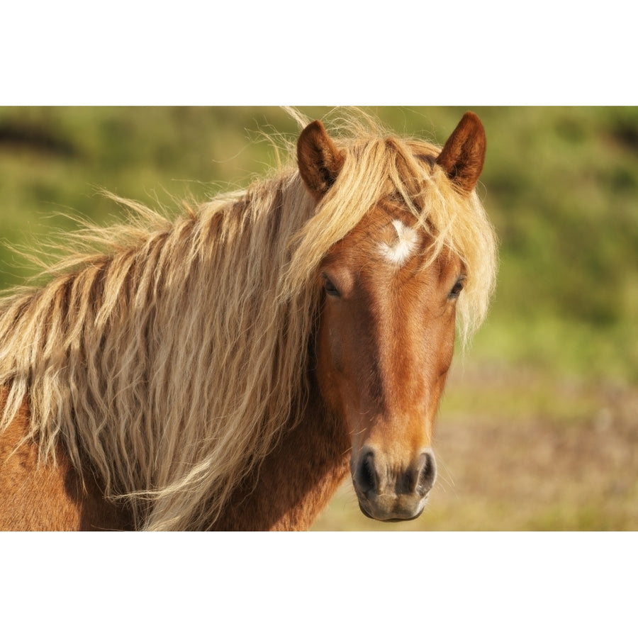 Brown Icelandic horse in its natural setting; Iceland by Robert Postma / Design Pics Image 1