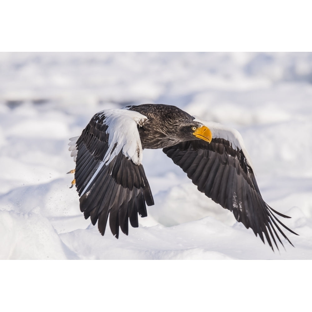 Stellars sea eagle in flight over the ice and snow; Hokkaido Japan by Its About Light / Design Pics Image 1