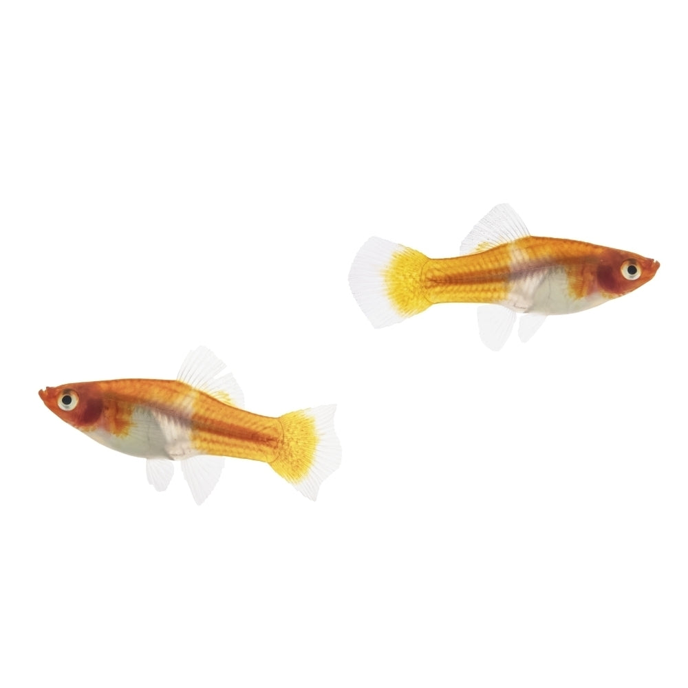 Two female Koi Santa Claus Swordtail Fish on a white background by Leah Bignell / Design Pics Image 1