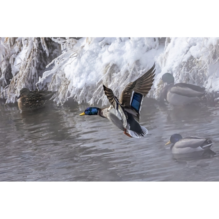 Duck landing on water with ducks at a snowy shoreline; Colorado United States of America by Vic Schendel / Design Pics Image 1