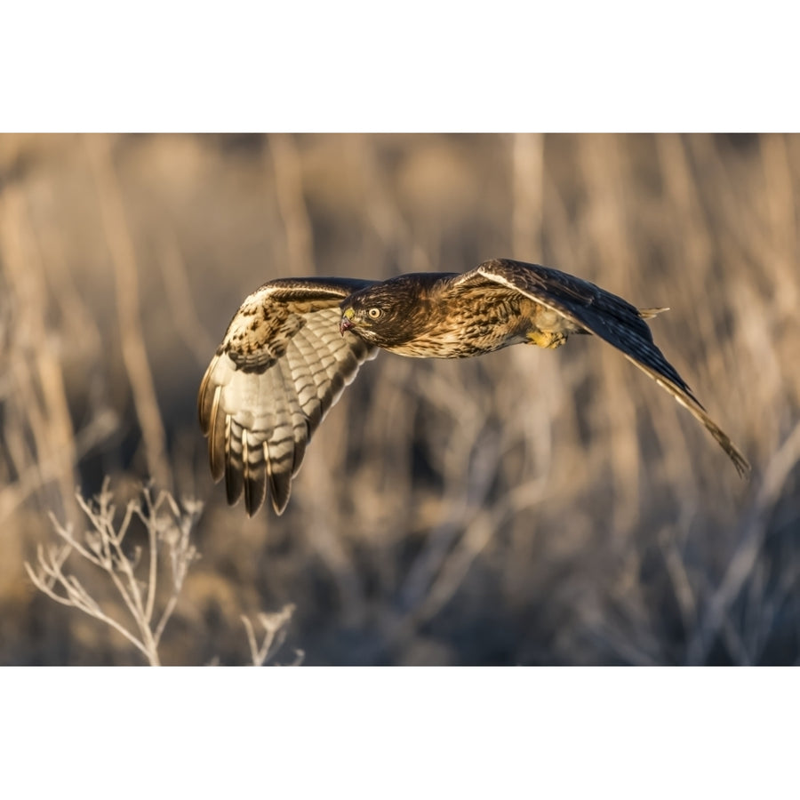 Red-tailed hawk in flight Klamath Basin National Wildlife Refuge; Merrill Oregon United States of America by David Image 1