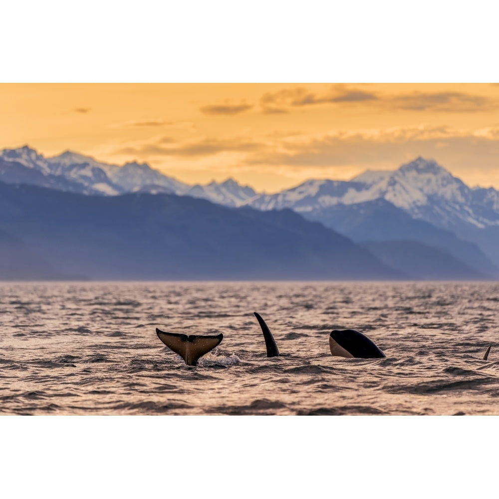 Killer whales also known as Orca swimming at dusk in the Inside Passage of Lynn Canal with the Chilkat Mountains in the Image 1