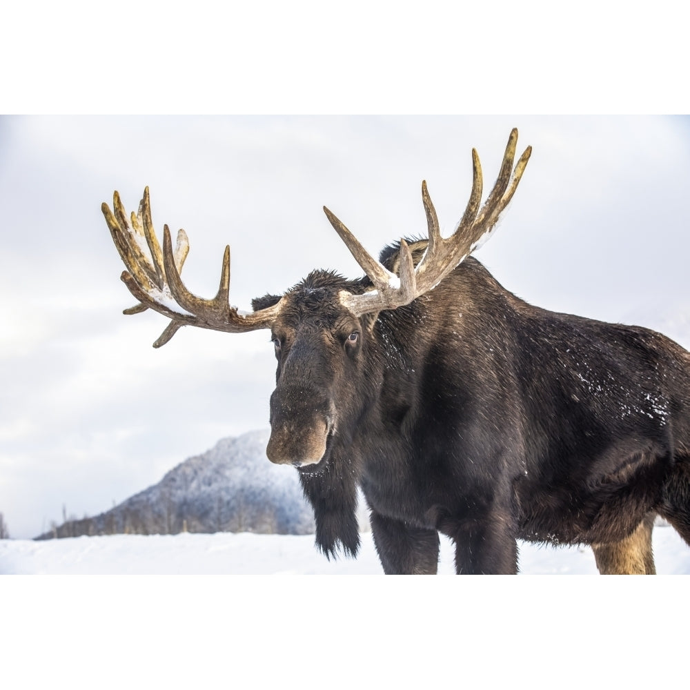 Mature bull moose with antlers shed of velvet standing in snow Alaska Wildlife Conservation Center South-central Alaska; Image 1