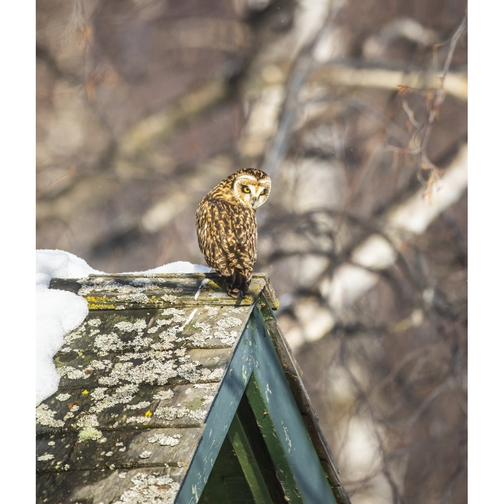 Short-eared owl perched on a roofs peak; Alaska United States of America by Doug Lindstrand / Design Pics Image 1