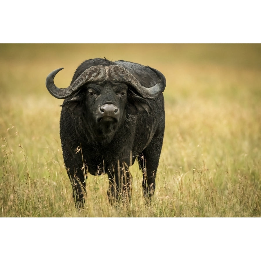 Cape buffalo stands facing camera in grass Serengeti National Park; Tanzania by Nick Dale / Design Pics Image 1