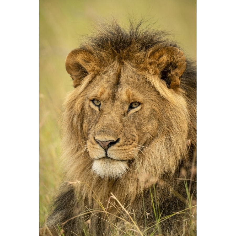 Close-up of male lion face in grass Serengeti National Park; Tanzania by Nick Dale / Design Pics Image 1