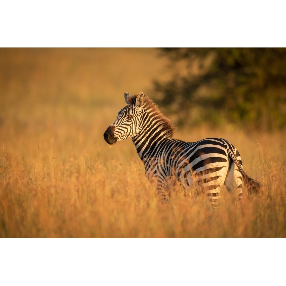 Plains zebra stands in grass watching camera Serengeti National Park; Tanzania by Nick Dale / Design Pics Image 1