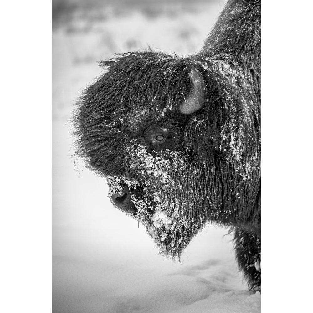 A large snowy bull Wood bison Alaska Wildlife Conservation Center; Portage Alaska United States of America by Image 1