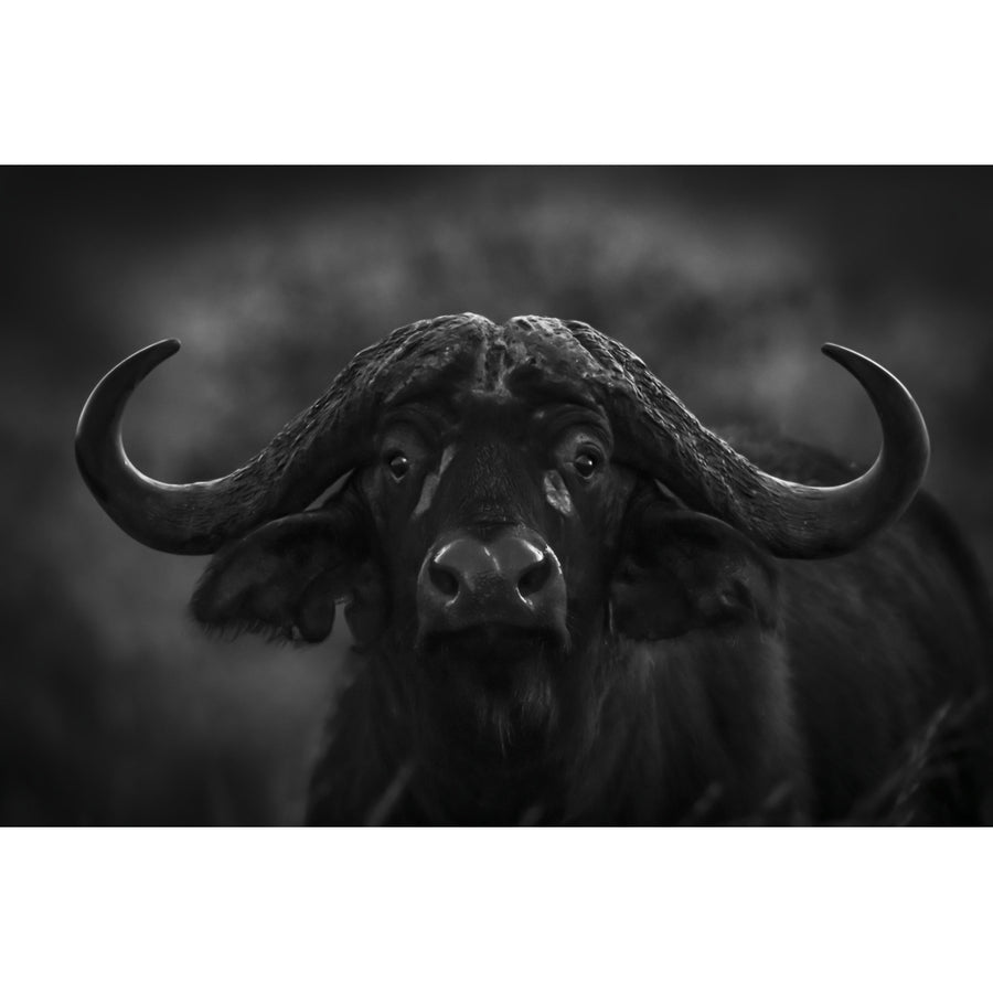 Monochrome close-up of Cape buffalo in dark Serengeti National Park; Tanzania by Nick Dale / Design Pics Image 1