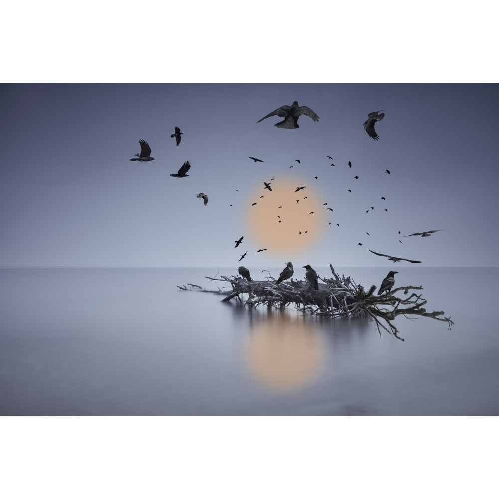 A murder of crows flying or perched on a log in shallow water by Richard Desmarais / Design Pics Image 1