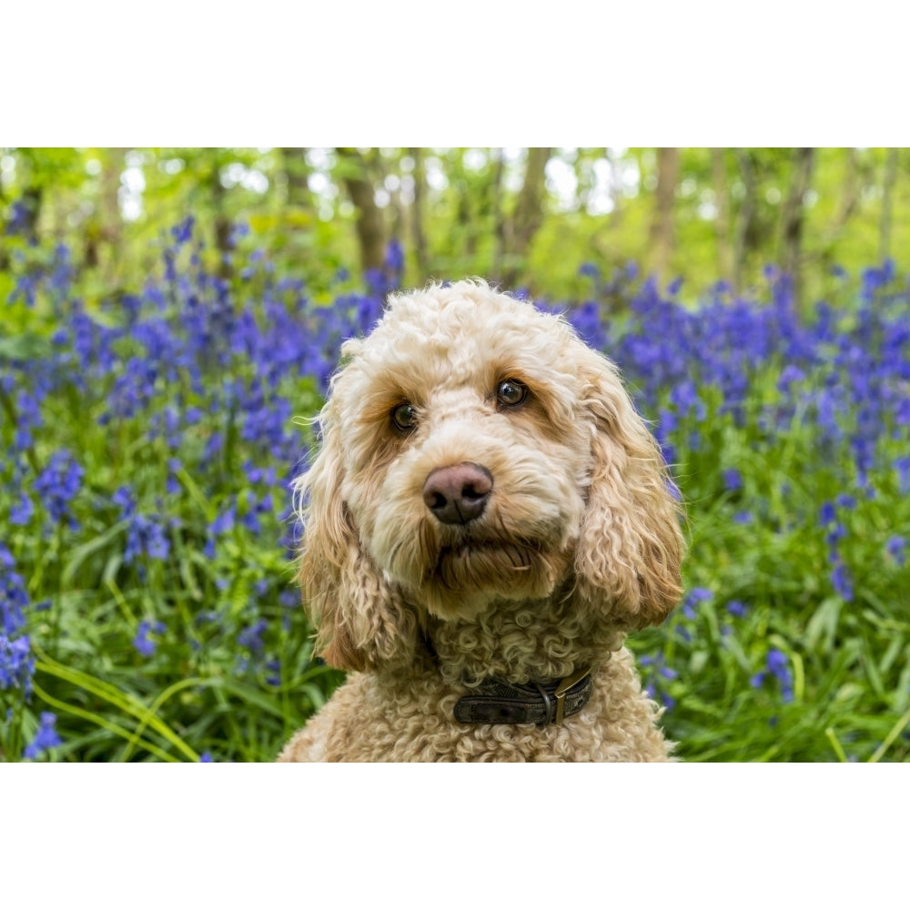 Portrait of a Goldendoodle dog with wildflowers in the background; South Shields Tyne and Wear England by John Short / Image 1