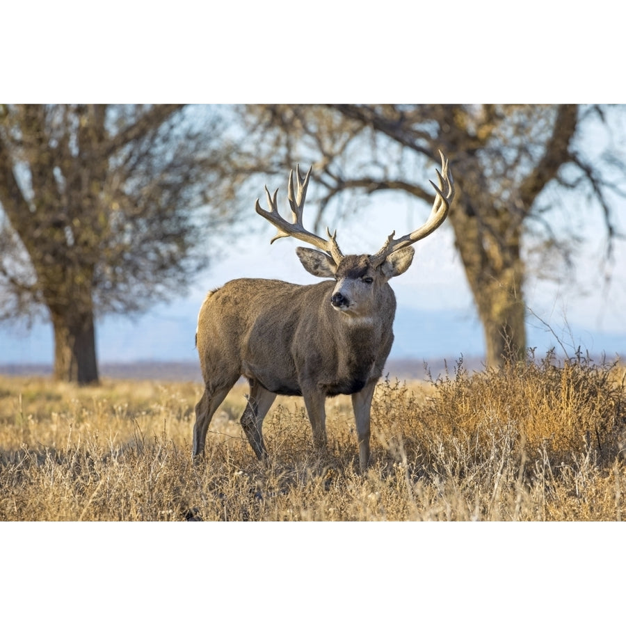 Mule deer buck standing in a grass field at sunset; Denver Colorado United States of America by Vic Schendel / Image 1