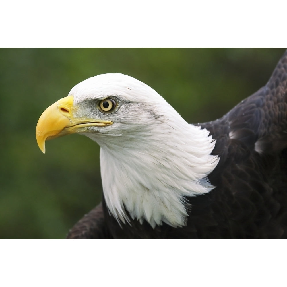 Portrait of a bald eagle ; Denver Colorado United States of America by Vic Schendel / Design Pics Image 1